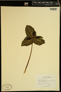 Trillium recurvatum image