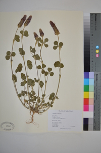 Trifolium incarnatum image