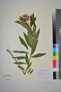 Amsonia tabernaemontana image