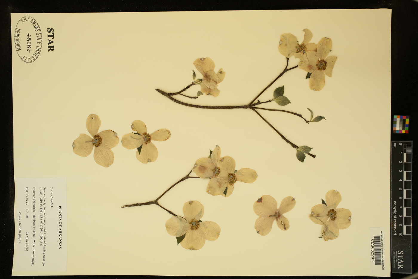 Cornus florida var. florida image