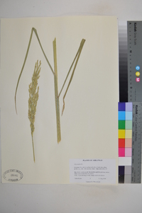 Oryza sativa image