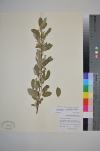 Elaeagnus umbellata image