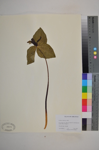 Trillium viridescens image