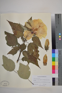 Hibiscus lasiocarpos image