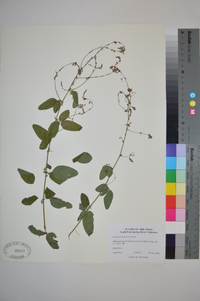 Lespedeza hirta image