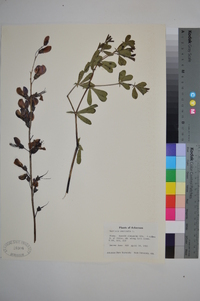 Baptisia australis image