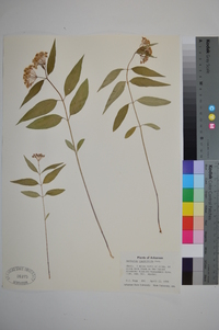 Asclepias quadrifolia image