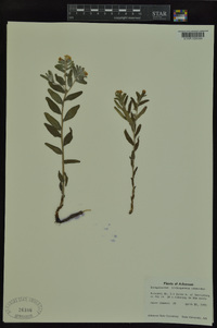 Lithospermum canescens image