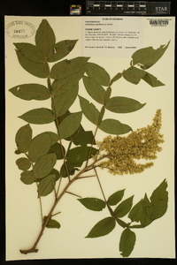 Schmaltzia copallinum image