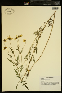 Bidens aristosa image