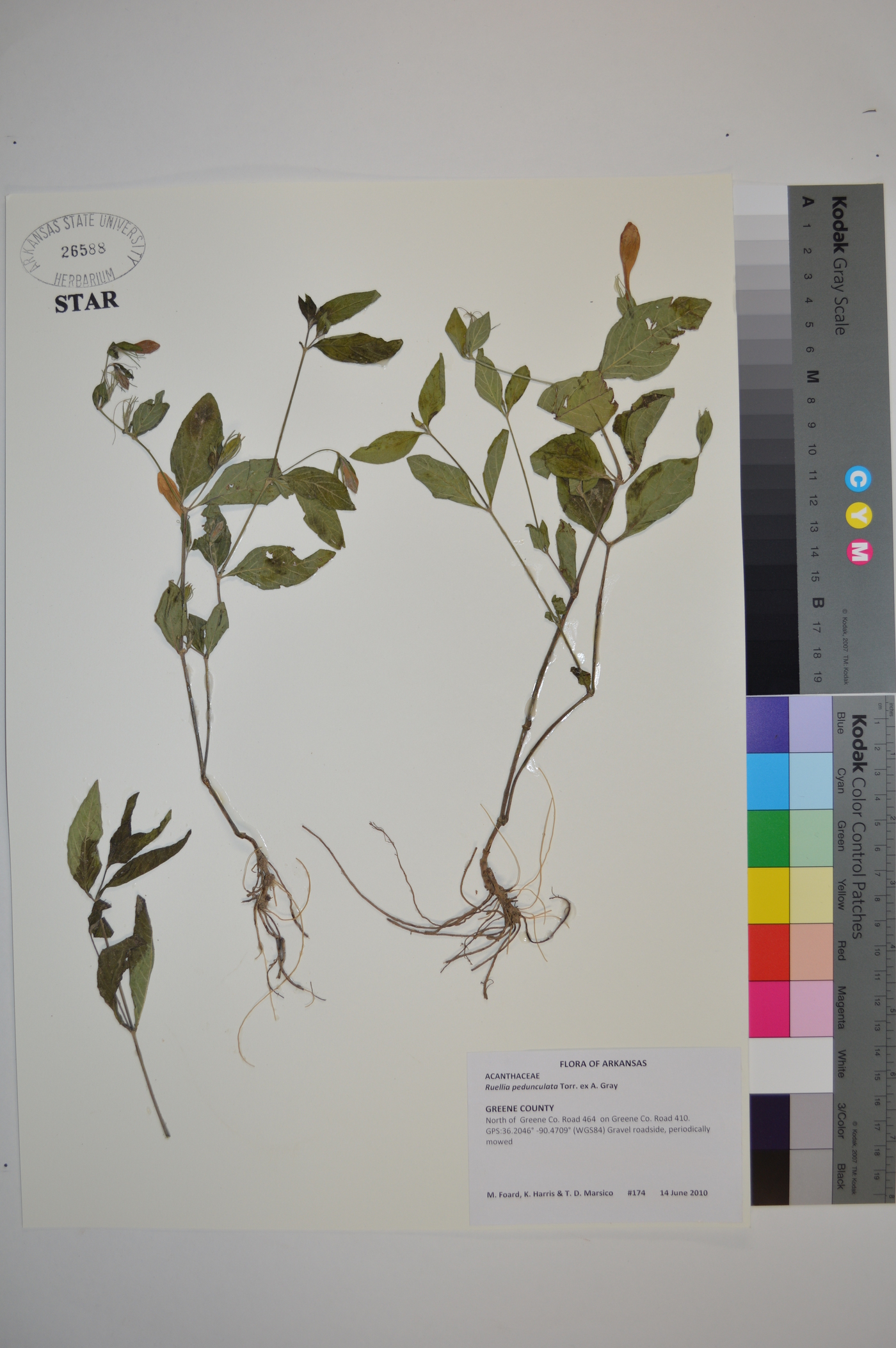 Ruellia pedunculata image