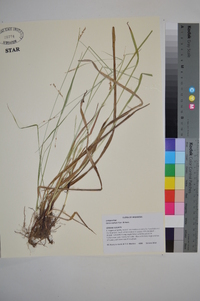 Carex oxylepis image