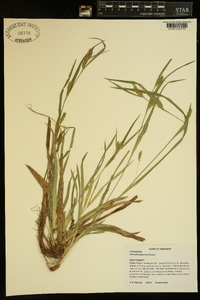 Carex flaccosperma image