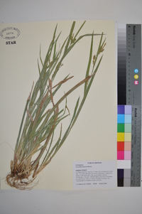 Carex flaccosperma image