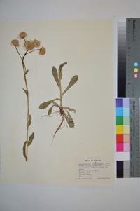 Hymenopappus scabiosaeus image