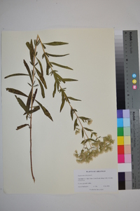 Eupatorium altissimum image