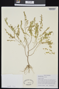 Phyllanthus carolinianus image