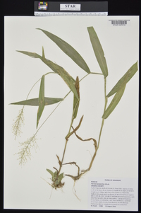 Dichanthelium polyanthes image