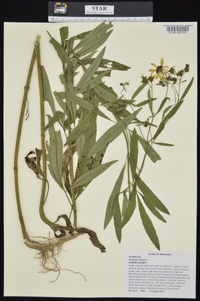 Coreopsis tripteris image