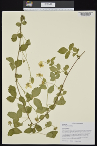 Rubus flagellaris image