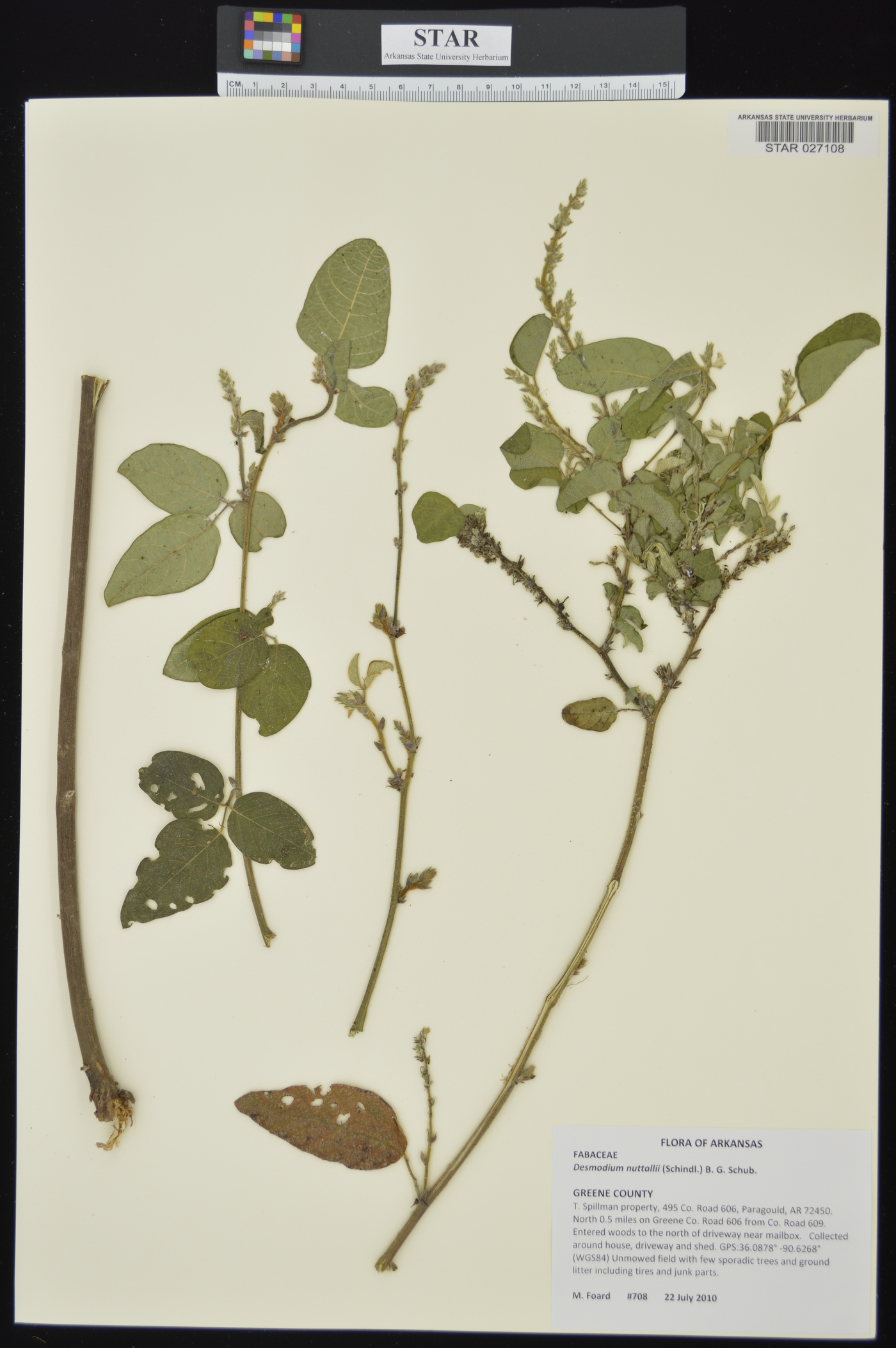 Desmodium nuttallii image