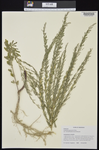 Lespedeza cuneata image