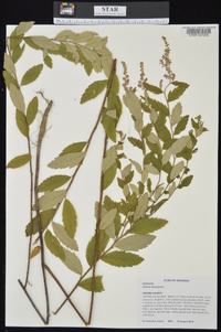 Spiraea tomentosa image