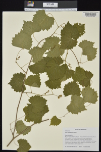 Vitis rotundifolia image