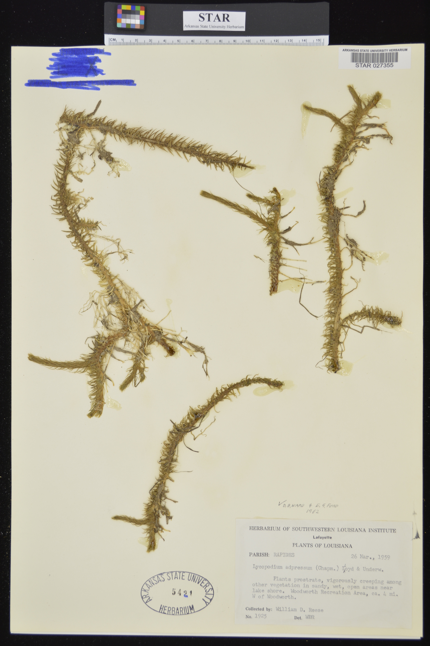 Lycopodium adpressum image