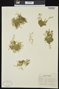 Selaginella eclipes image