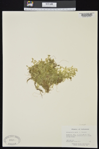 Selaginella eclipes image