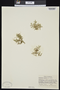 Selaginella rupestris image