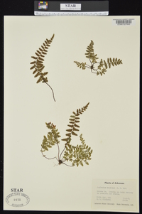 Asplenium bradleyi image