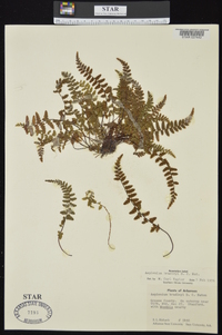 Asplenium bradleyi image