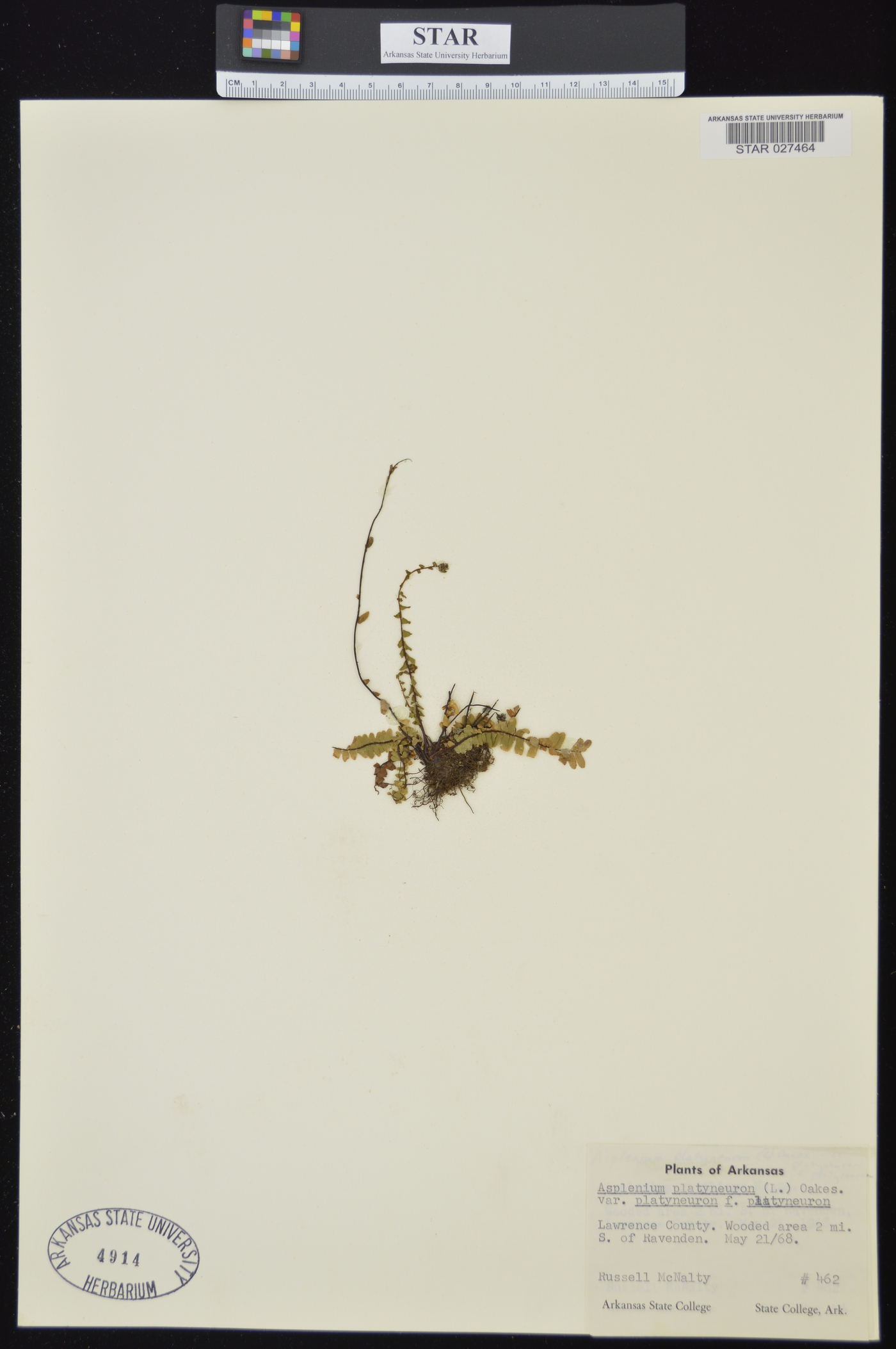 Asplenium platyneuron var. platyneuron image