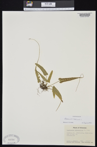 Asplenium radicans image