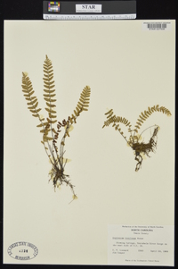 Asplenium resiliens image