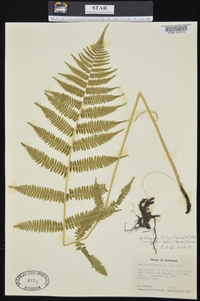 Athyrium filix-femina subsp. asplenioides image