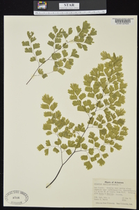 Adiantum capillus-veneris image