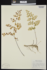 Adiantum capillus-veneris image