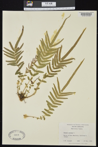 Pteris vittata image