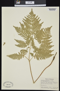 Pteridium aquilinum var. latiusculum image