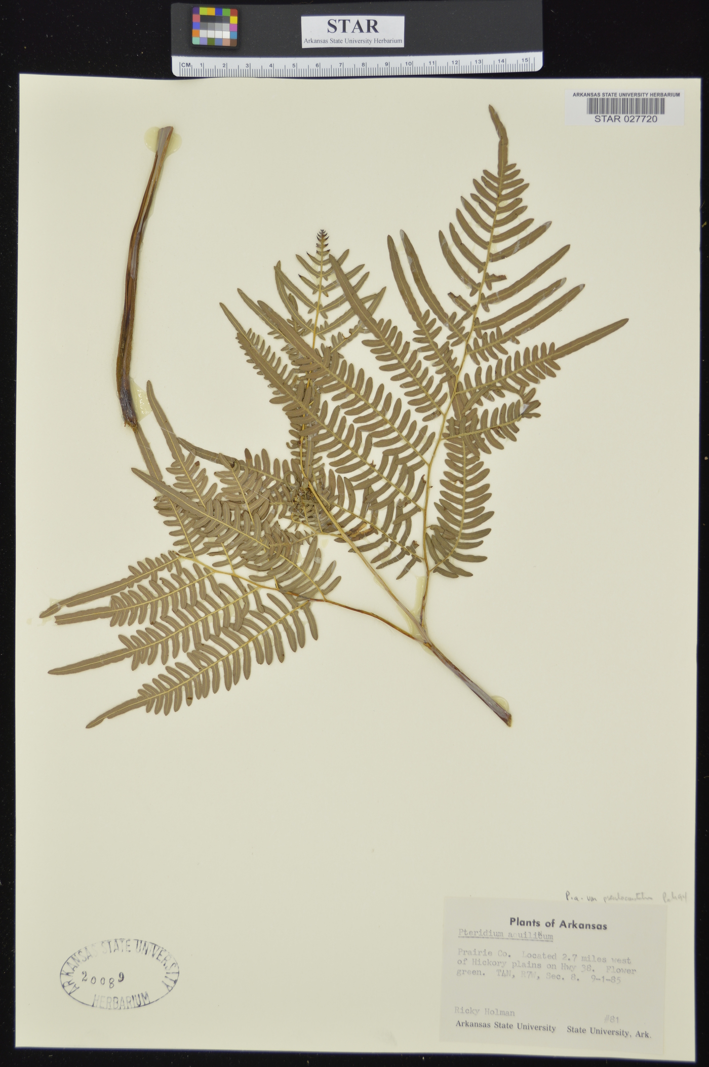 Pteridium aquilinum subsp. pseudocaudatum image