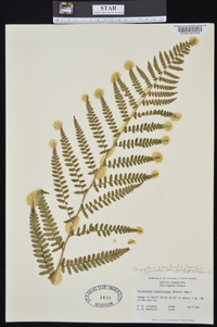 Dryopteris australis image