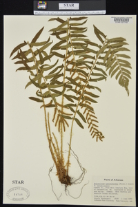 Polystichum acrostichoides var. acrostichoides image