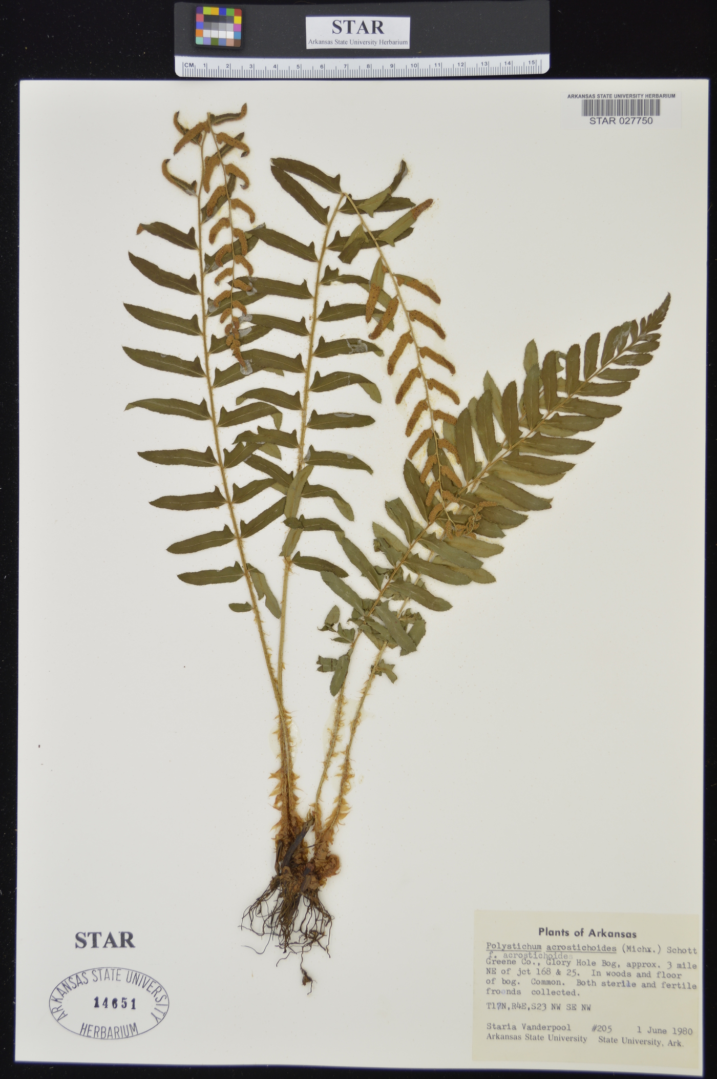 Polystichum acrostichoides var. acrostichoides image