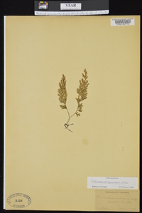 Vandenboschia speciosa image