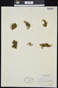 Trichomanes petersii image