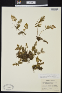 Pleopeltis polypodioides image