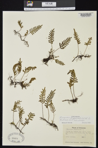 Pleopeltis polypodioides image